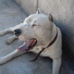 Jacko
